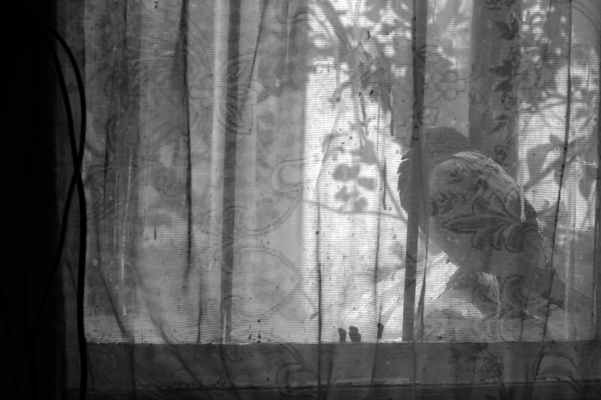 Black and white photograph of a pigeon through a window, hidden by a curtain.